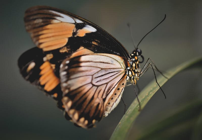 Butterfly Effect Consideration